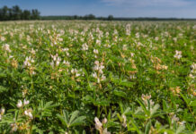 Züchtung gegen die Eiweißlücke