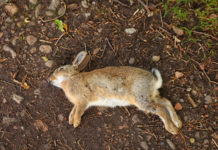 Erster Fall von Hasenpest in Kärnten