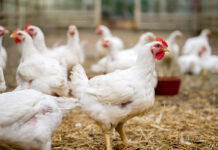 Geflügelpest auf Vormarsch