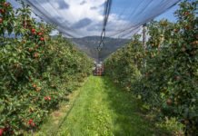 Obstbau verlangt wirksame Werkzeuge