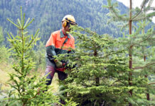 Verstärkte Nutzung von Tirols Wäldern möglich