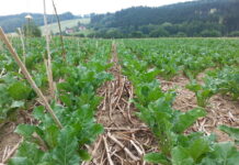 Erosionsschutz Acker: Neueinstieg noch bis 31. Dezember möglich