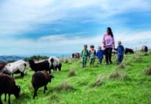 Green Care: Neue Wege gehen