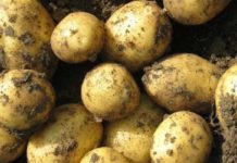 Wegen Drahtwurm und Hitze magere Erdäpfelernte