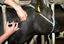 Blauzungenkrankheit auf dem Vormarsch