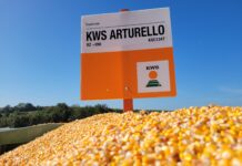 KWS Arturello zählt zu den ertragsstärksten Sorten