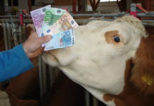 Mehr Erfolg im Kuhstall