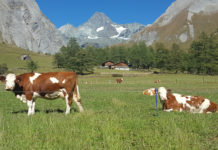 Tierwohlsiegel befördern Berglandwirtschaft aufs Abstellgleis