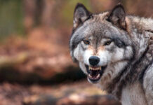 Das lange Warten hat ein Ende