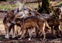 Schweizer Wolfsabschüsse bestätigen Kärntner Weg