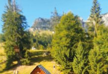 ÖKL Webinar: Wertvolle Almflächen mit System beweiden