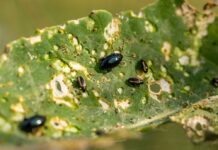 Wegfall der Neonic-Beizen würgt den Rapsanbau ab