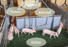 Neues Tierwohlgefühl in alten Schweineställen