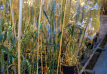 Neue Züchtungstechniken: Weiter Tauziehen in der EU