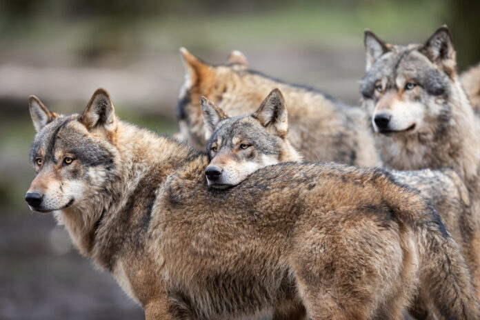 Family Of Grey Wolf In The Forest