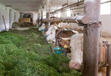 Bayern gegen Verbot der Anbindehaltung