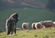 EU-Kommission macht Ernst und will Wölfen an den Kragen