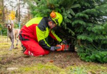 Minister spendet von ihm geschnittene Christbäume