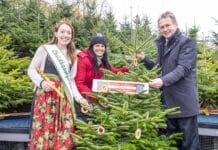 Christbaum aus der grünen Mark