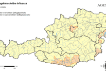 Vogelgrippe-Risiko steigt auch in Tirol