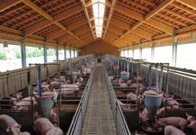 Neue EU-Emissionsregeln für Schweine- und Geflügelhalter