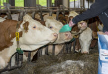 Nur noch halb so viel Kraftfutter auf Biohöfen