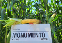 Die neue Generation Mais