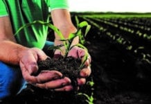 Schutz gegen Drahtwurm in Mais und Kartoffeln