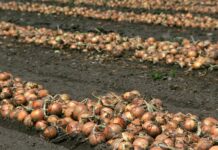 Gemüseernte bleibt heuer unter den Erwartungen