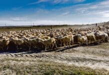 Lämmerproduktion auf Spanisch