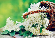 Heilpflanze des Jahres 2024: Der Schwarze Holunder