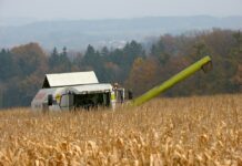 Maisanbau 2024: Sortenwahl und Frühbezug