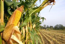 Jetzt per Futteranalyse die Ration optimieren