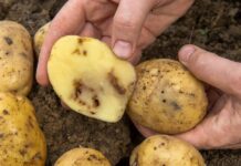 Viel zu viele Kartoffeln wandern in die Tonne