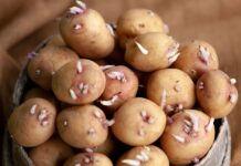 Praxisbericht: Kartoffelvielfalt im Bio-Großanbau