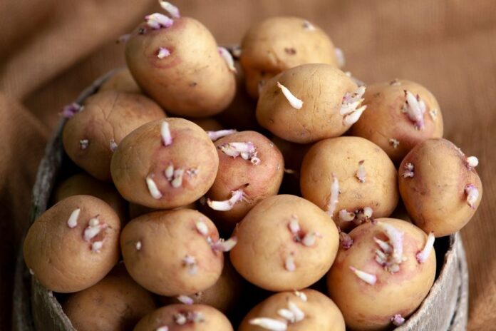 2401 W10 Sprouted Potatoes AdobeStock Denis