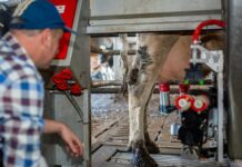 Österreichs Milchkühe nehmen Anlauf auf 8.000 kg pro Kuh und Jahr