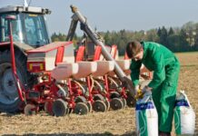 Sortenratgeber Körnermais ‘24: Die passende Sorte für jede Region