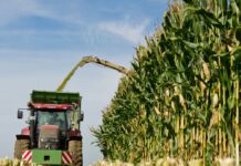 Silomais zum Anbau 2024 im Sortenvergleich