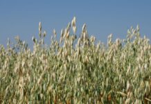 Sommerhafer: Die besten Sorten zum Anbau 2024