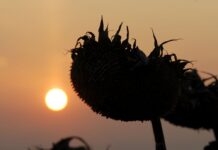 Sortenratgeber: Sonnenblume ist verlässlich bei Hitze und Trockenheit