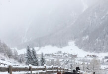 Trend zur Haltung von Neuweltkameliden ungebrochen