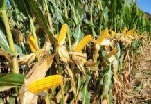 Die neue Generation Mais!