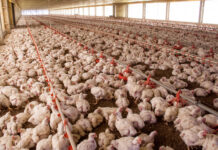 Brasilien bricht alle Fleisch-Exportrekorde