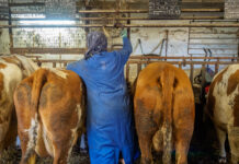 Absage an bayrische Anbindehaltungsinitiative