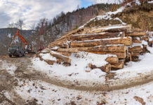 Bundesforste kämpfen mit Schadholz
