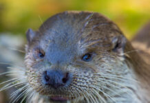 Rund 200 Wildtier-Schäden an Land Kärnten gemeldet