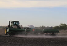 Ernte 2024: Getreiderat erwartet gute Weizenerträge