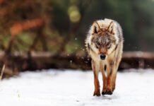 Große Beutegreifer: Jahresbericht 2024 liegt vor