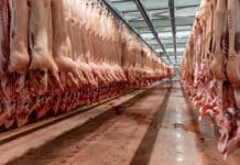 Schweine- und Rindfleisch EU-weit im Sinkflug